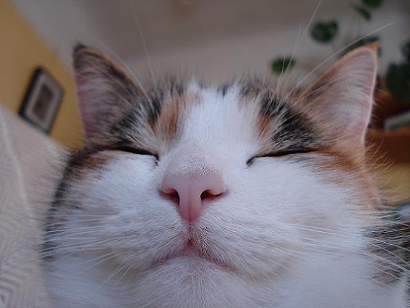 tilly