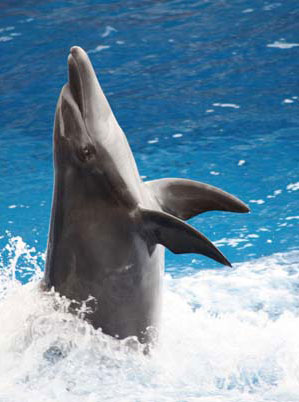 drophin